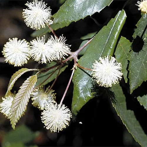 Callicoma serratifolia