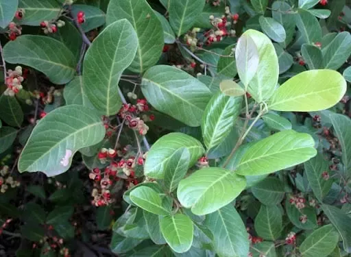 Alectryon Coriaceus
