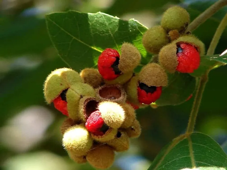 Alectryon Tomentosus