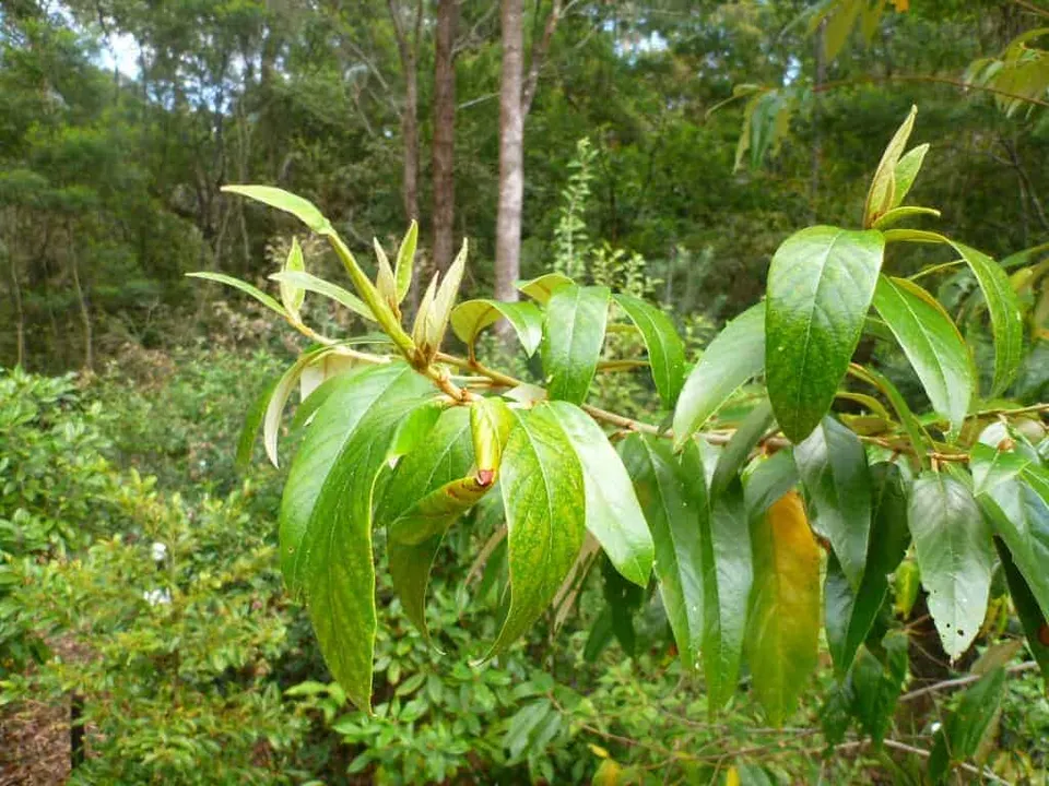 Alphitonia Excelsa