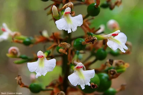 Alpinia caerulea
