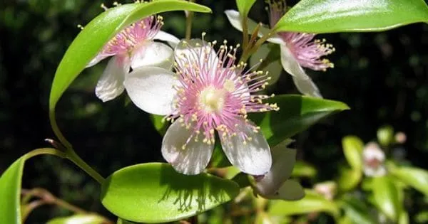 Archirhodomyrtus Beckler