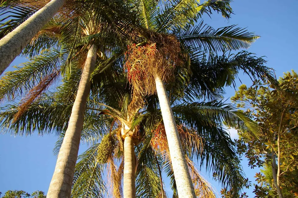 Archontophoenix cunninghamiana