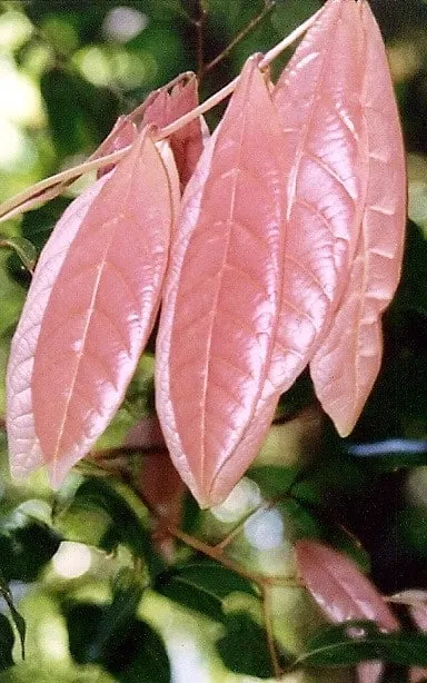Arytera divaricata