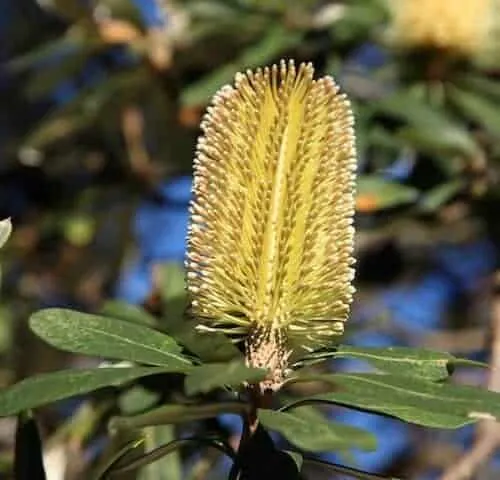 Banksia integrifolia