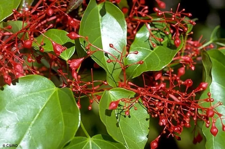 Brachychiton acerifolius