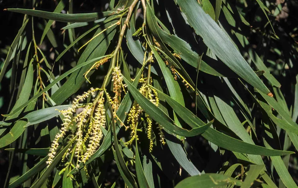 Acacia Maidenii