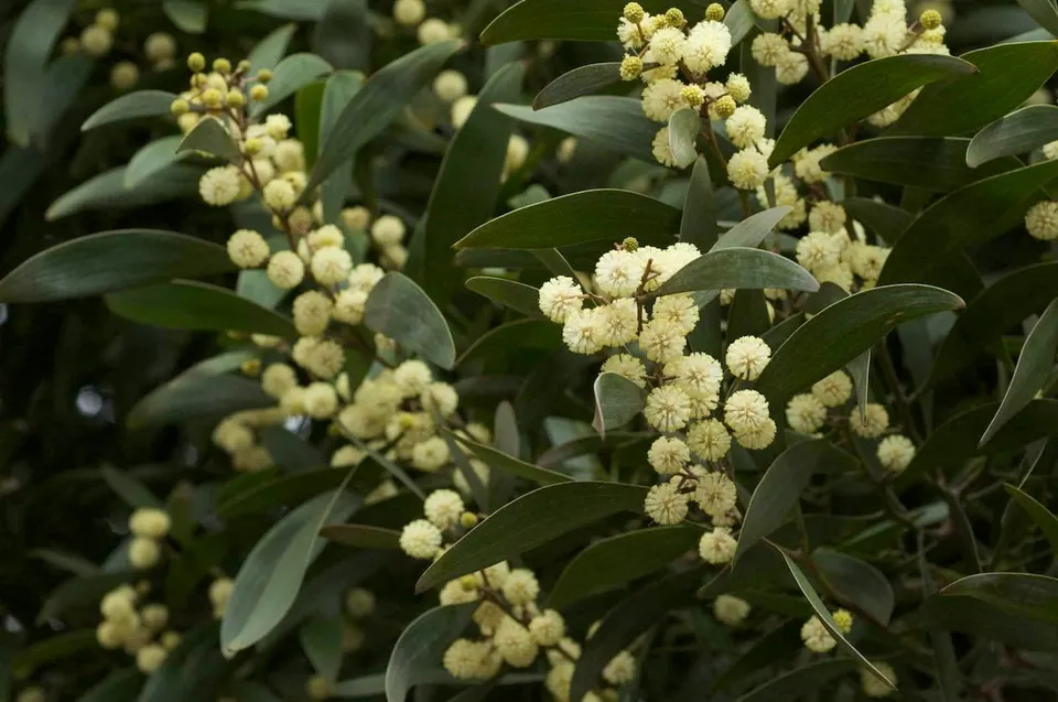 Acacia Melanoxylon