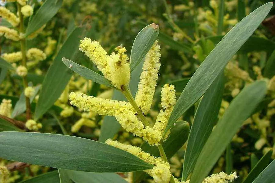 Acacia Sophorae