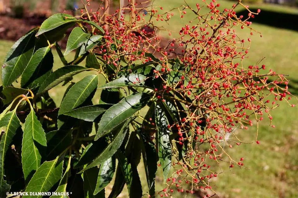 Ackama paniculosa