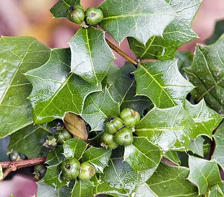 Alchornea Ilicifolia