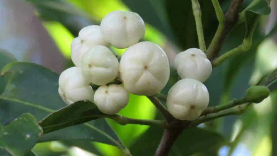 Acronychia Oblongifolia