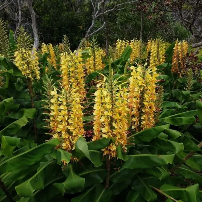 Landcare Nursery Weed Swap