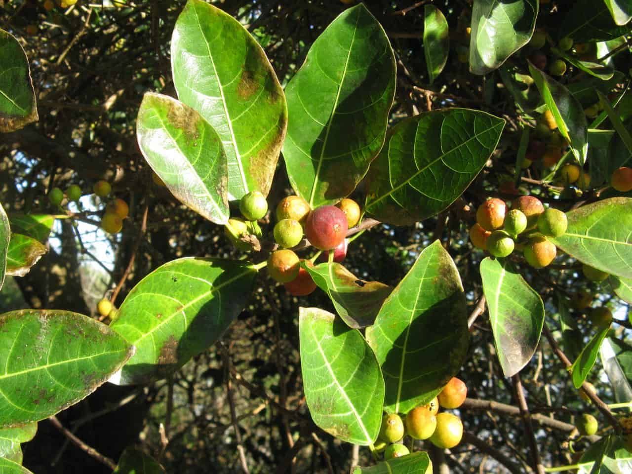 Ficus fraseri