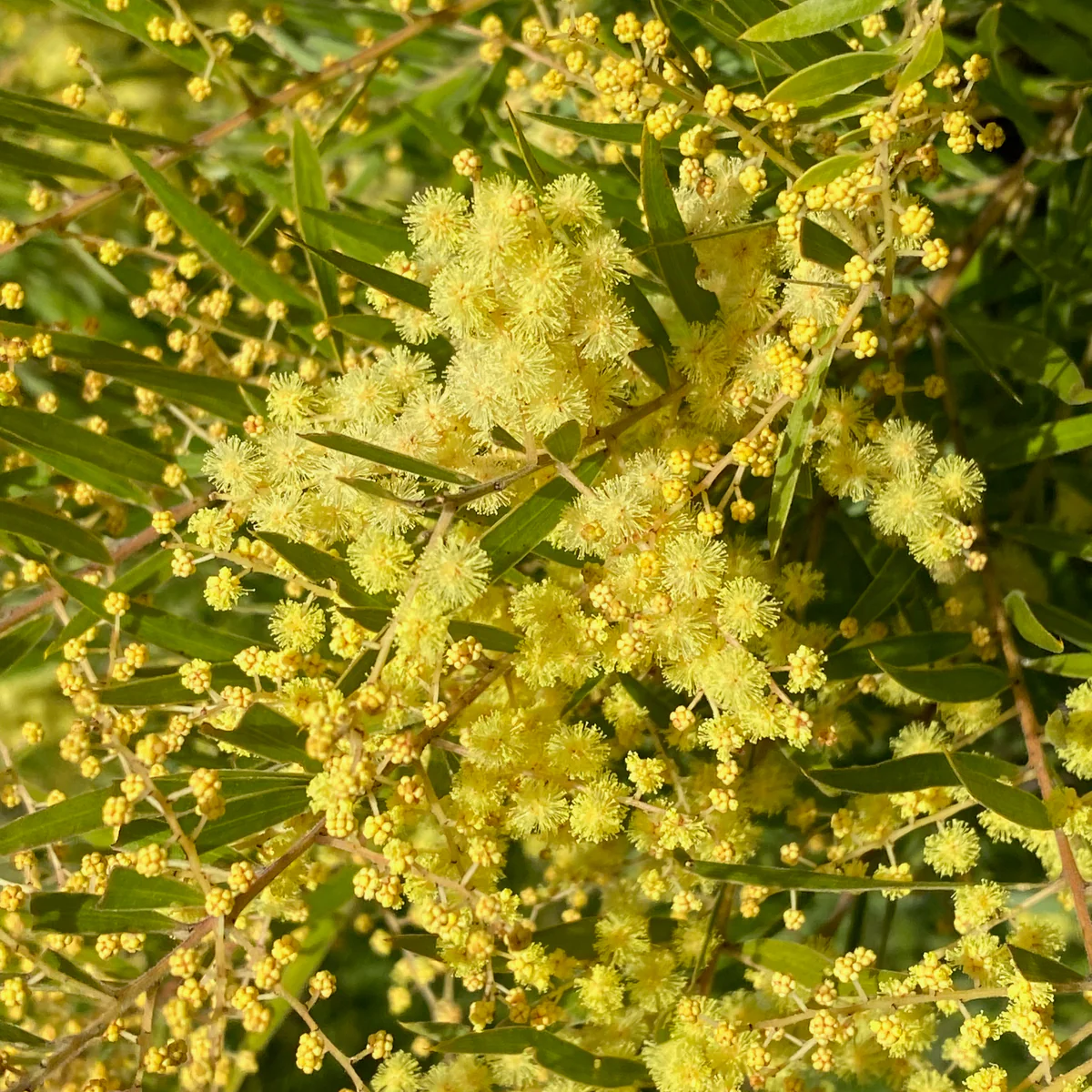 Acacia Fimbriata