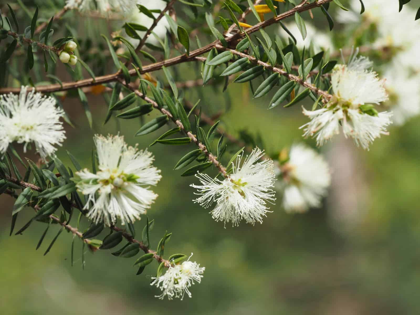 Melaleuca biconvexa