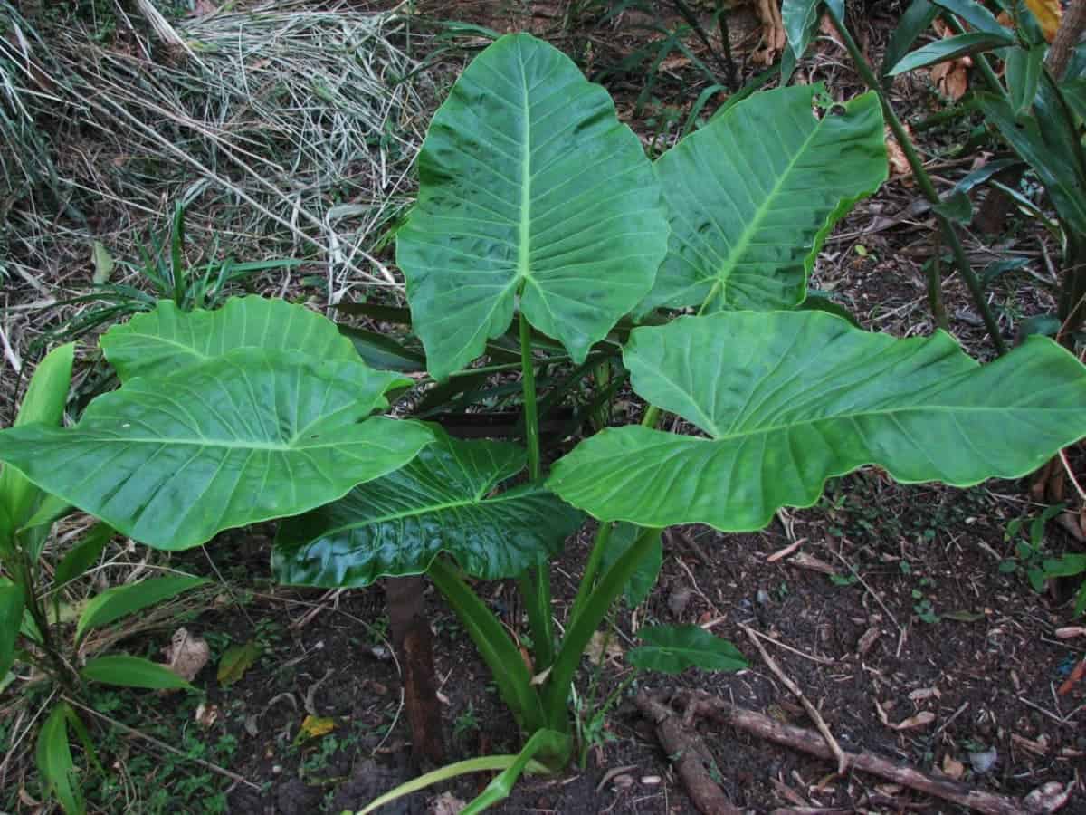 Alocasia Brisbanensis