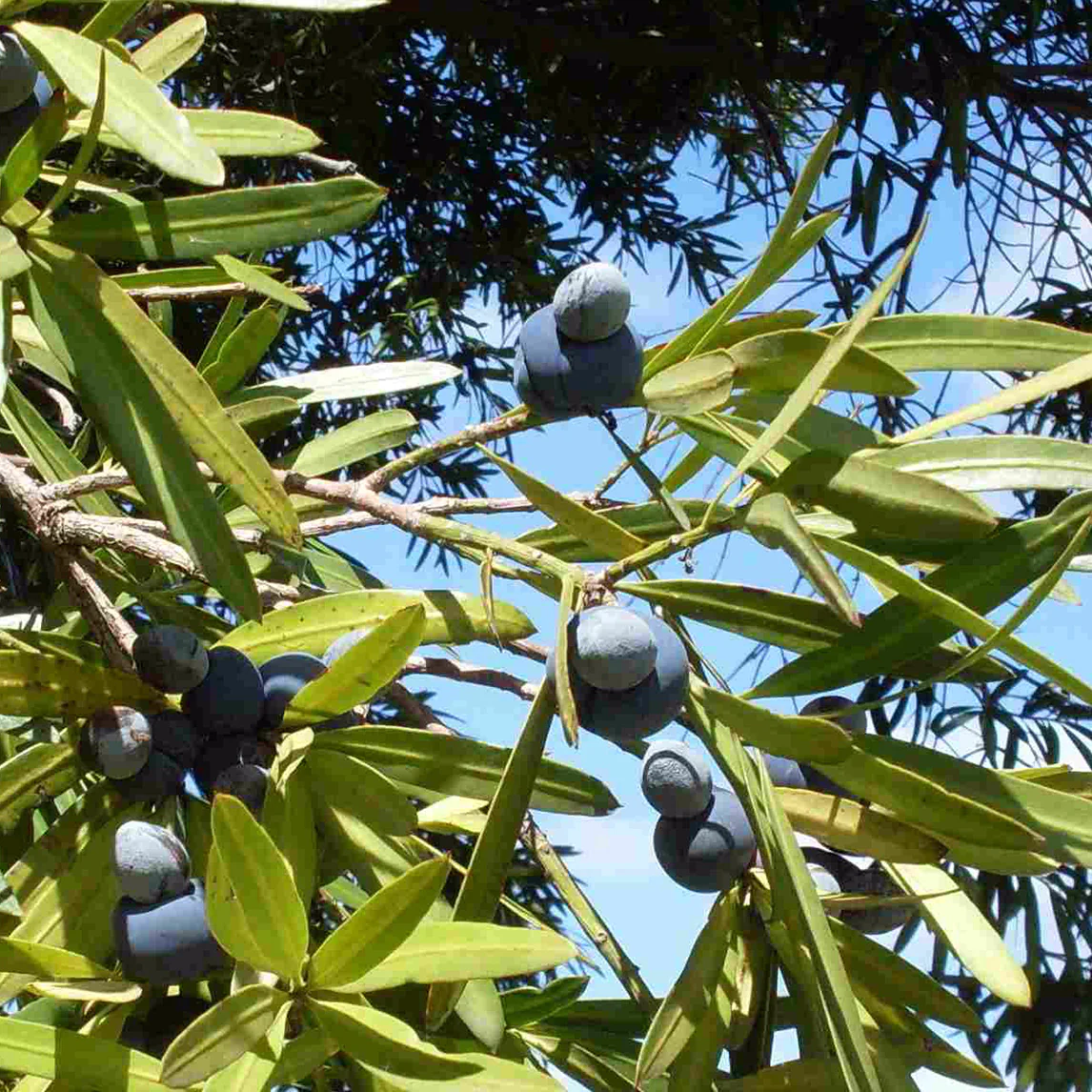 Podocarpus elatus